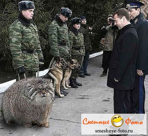 Klikkaa suurentaaksesi Russian Army
