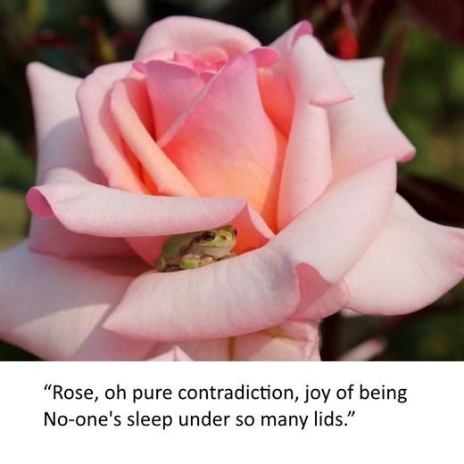 Klikkaa suurentaaksesi Rose