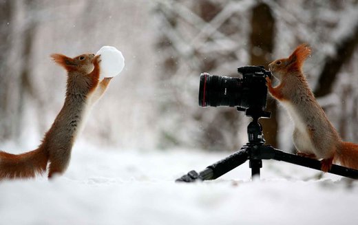 Trunov squirrels