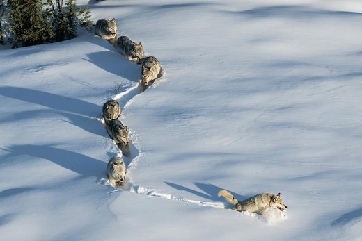 Wolfes