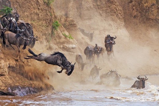 Crossing the Mara River.
