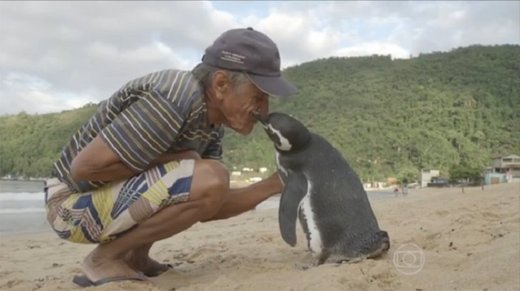 Patagonianpingviini ui joka vuosi 8000km miehen luo, joka pelasti hänen hengen