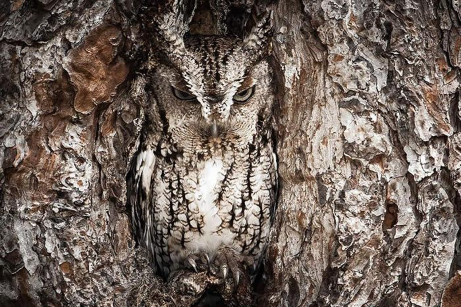 owl  camouflage