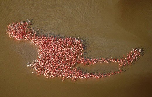 Flamingo