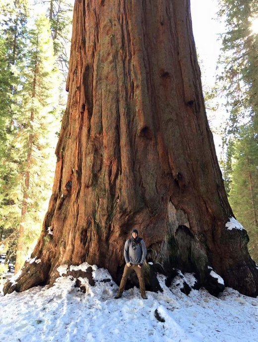 Redwood