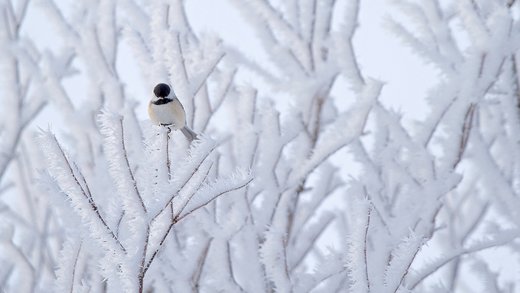 Winter  bird