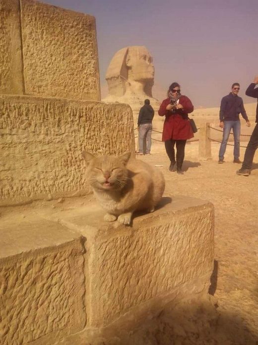 Sphinx, cat