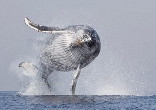 Whale flying