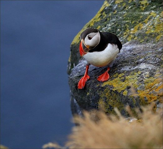 Fratercula arctica