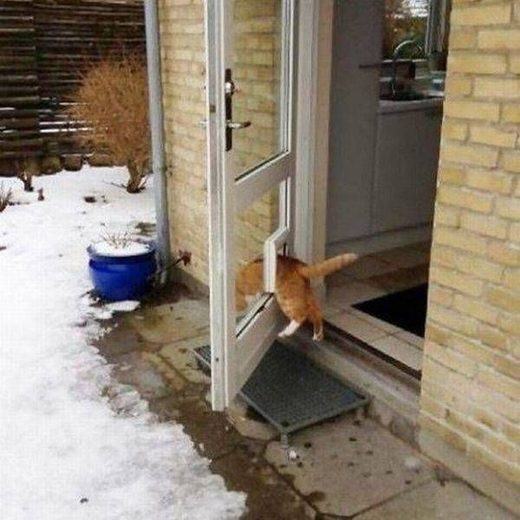Cat gate
