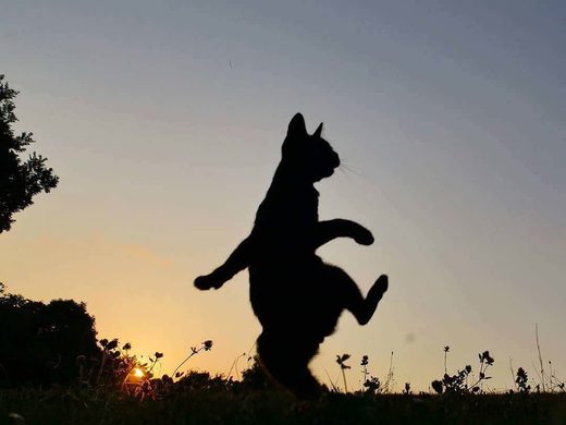 Marching Cat