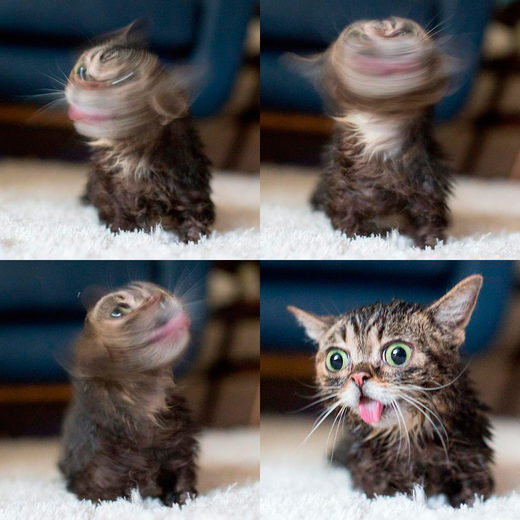 Baby Bub