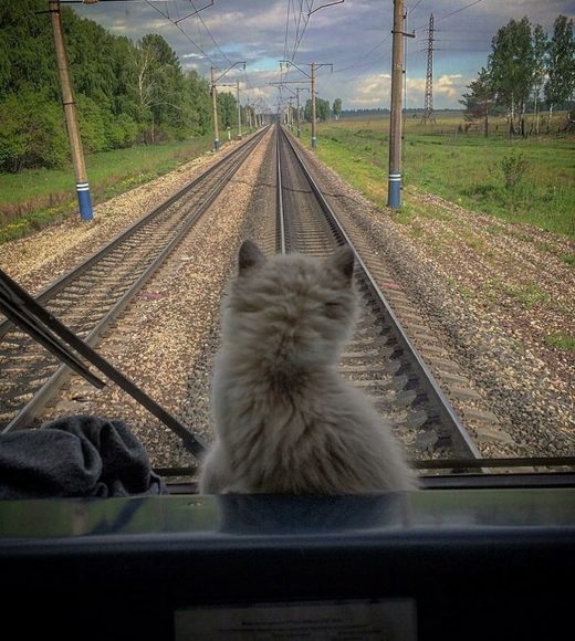 Klikkaa suurentaaksesi Cat train travel