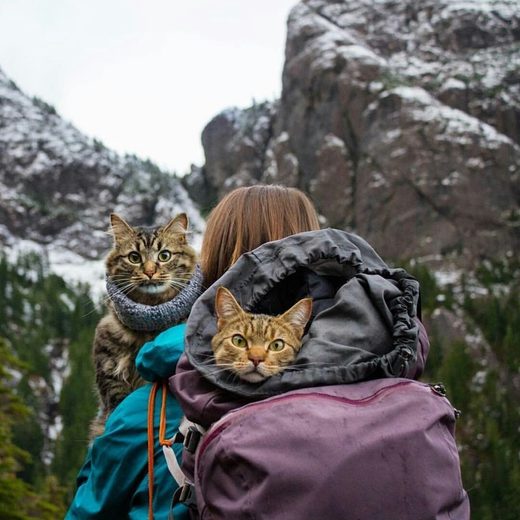 Klikkaa suurentaaksesi Hiking with cats