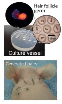 hair folicle generation