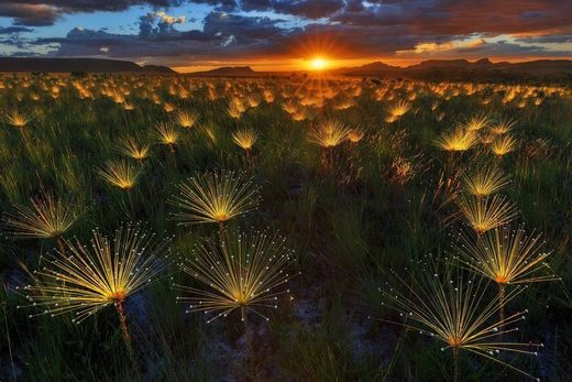 Klikkaa suurentaaksesi Paepalanthus Wildflower