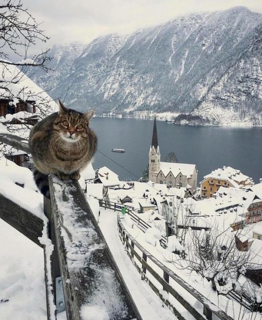 Klikkaa suurentaaksesi Cat Hallstatt