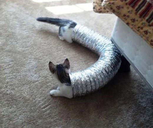 Tubular cats
