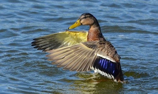 Walks like a duck