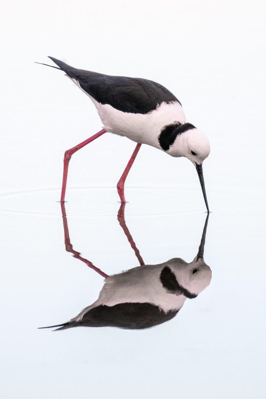 Pied Stilt