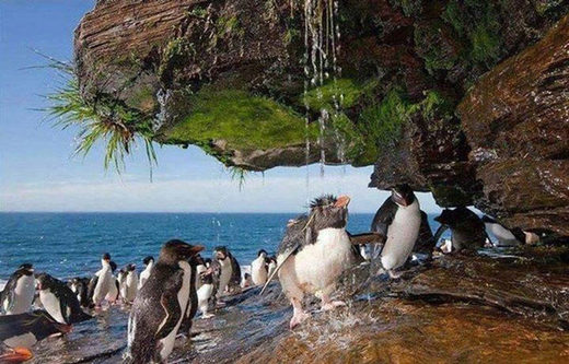 Rockhopper penguin