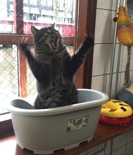 Cat actor