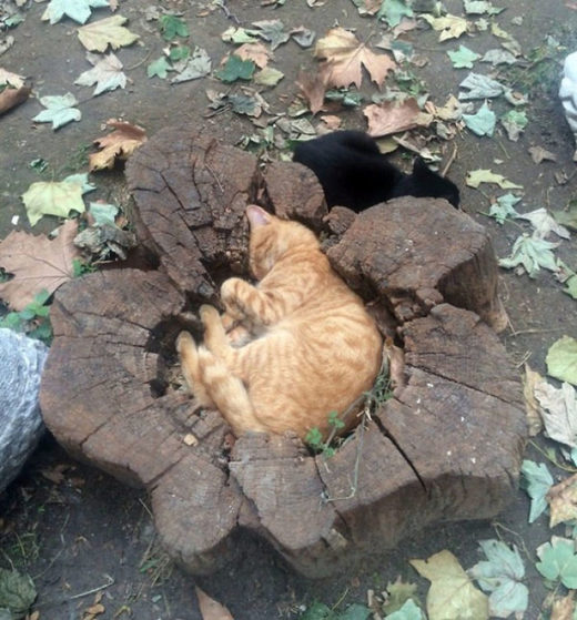 Perfect cat fit (almost)