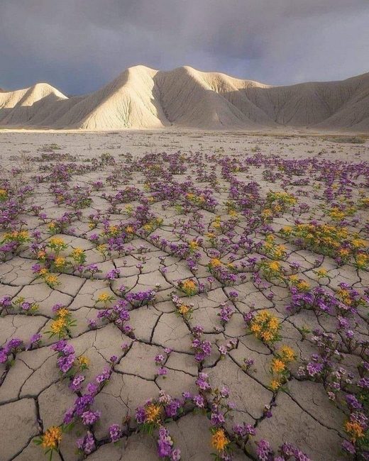 Atacama desert
