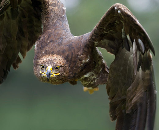 Eagle
