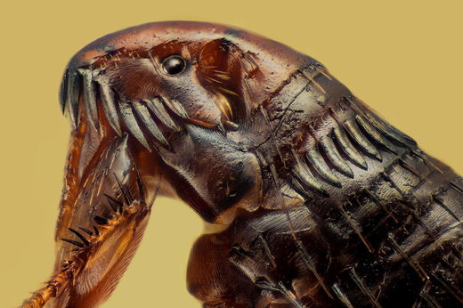 Siphonaptera