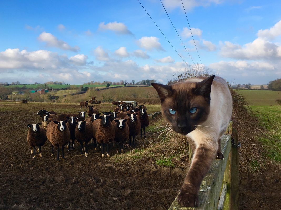 Sheep and Cat
