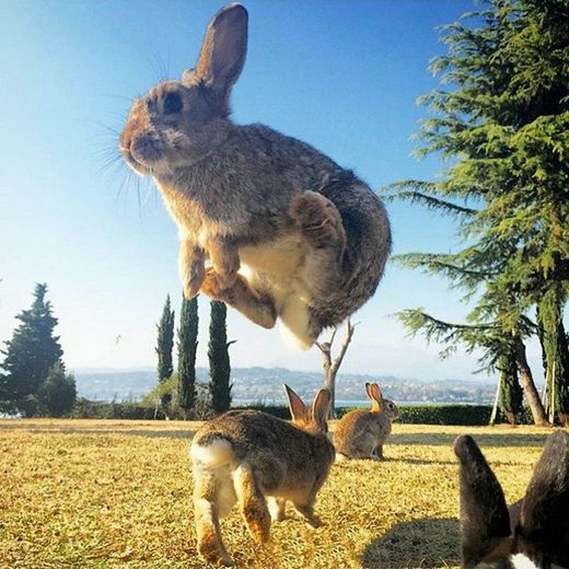 Klikkaa suurentaaksesi Quantum jumps