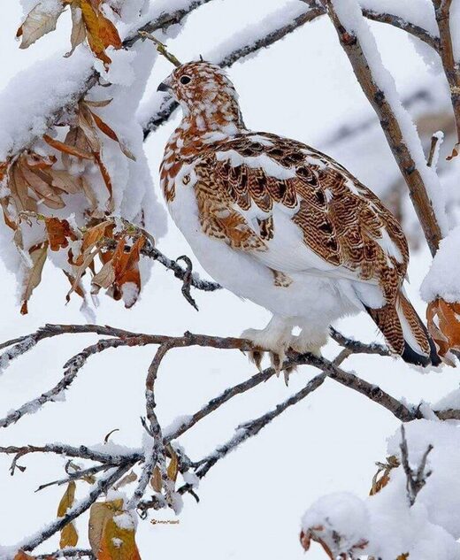 Camouflage