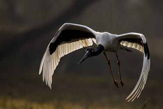 Klikkaa suurentaaksesi Black Necked Stork