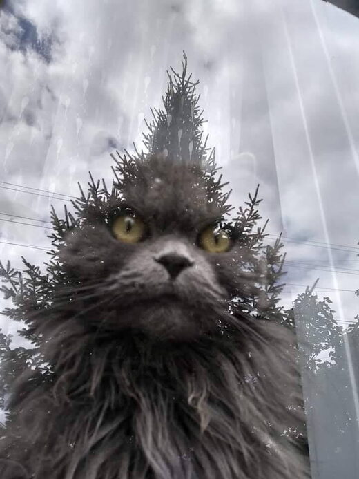 Klikkaa suurentaaksesi Cat tree